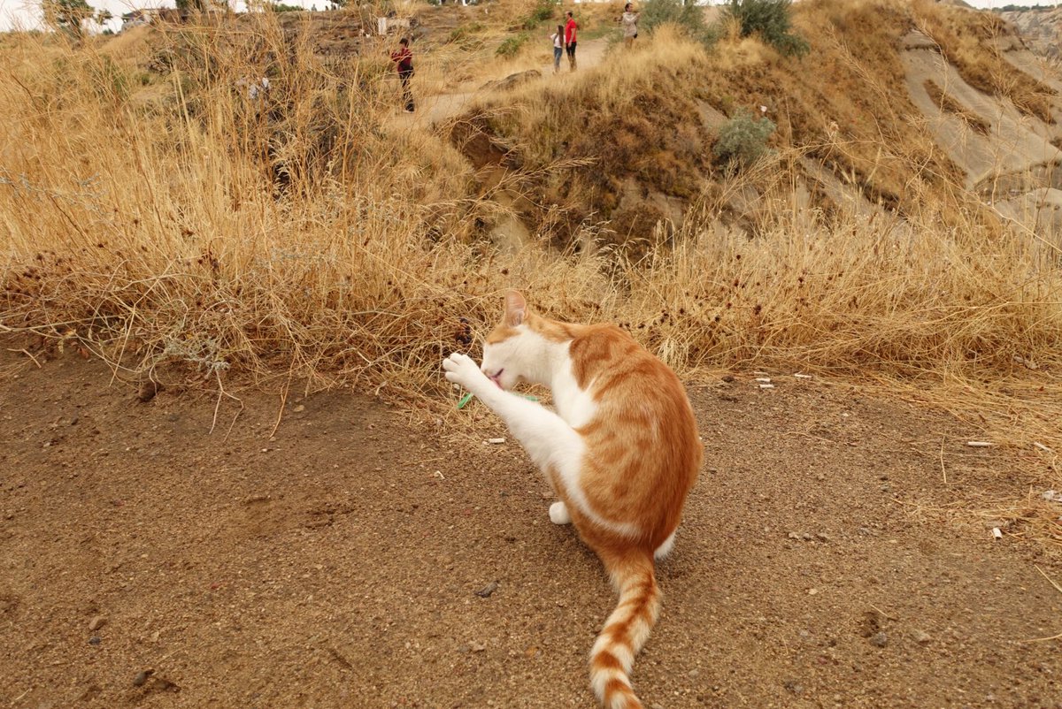 yoko_redrosso's tweet photo. カッパドキアの猫の写真あげて気持ち落ち着けます https://t.co/KwngjWARbz