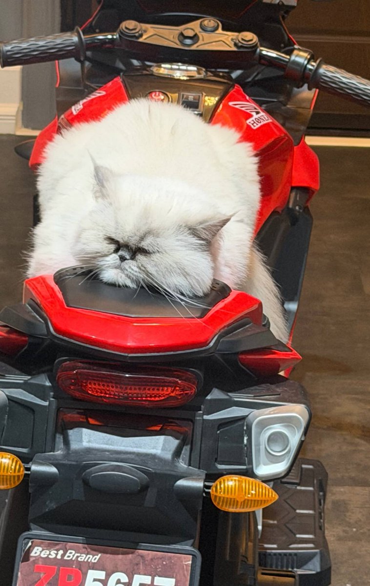samiiiov's tweet photo. الکی…🐈🏍️ https://t.co/SCV4wunoZA