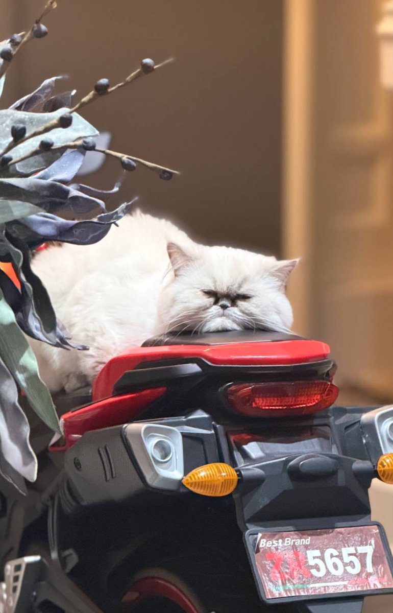 samiiiov's tweet photo. الکی…🐈🏍️ https://t.co/SCV4wunoZA