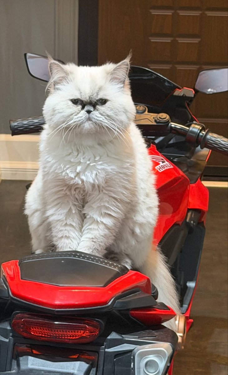 samiiiov's tweet photo. الکی…🐈🏍️ https://t.co/SCV4wunoZA