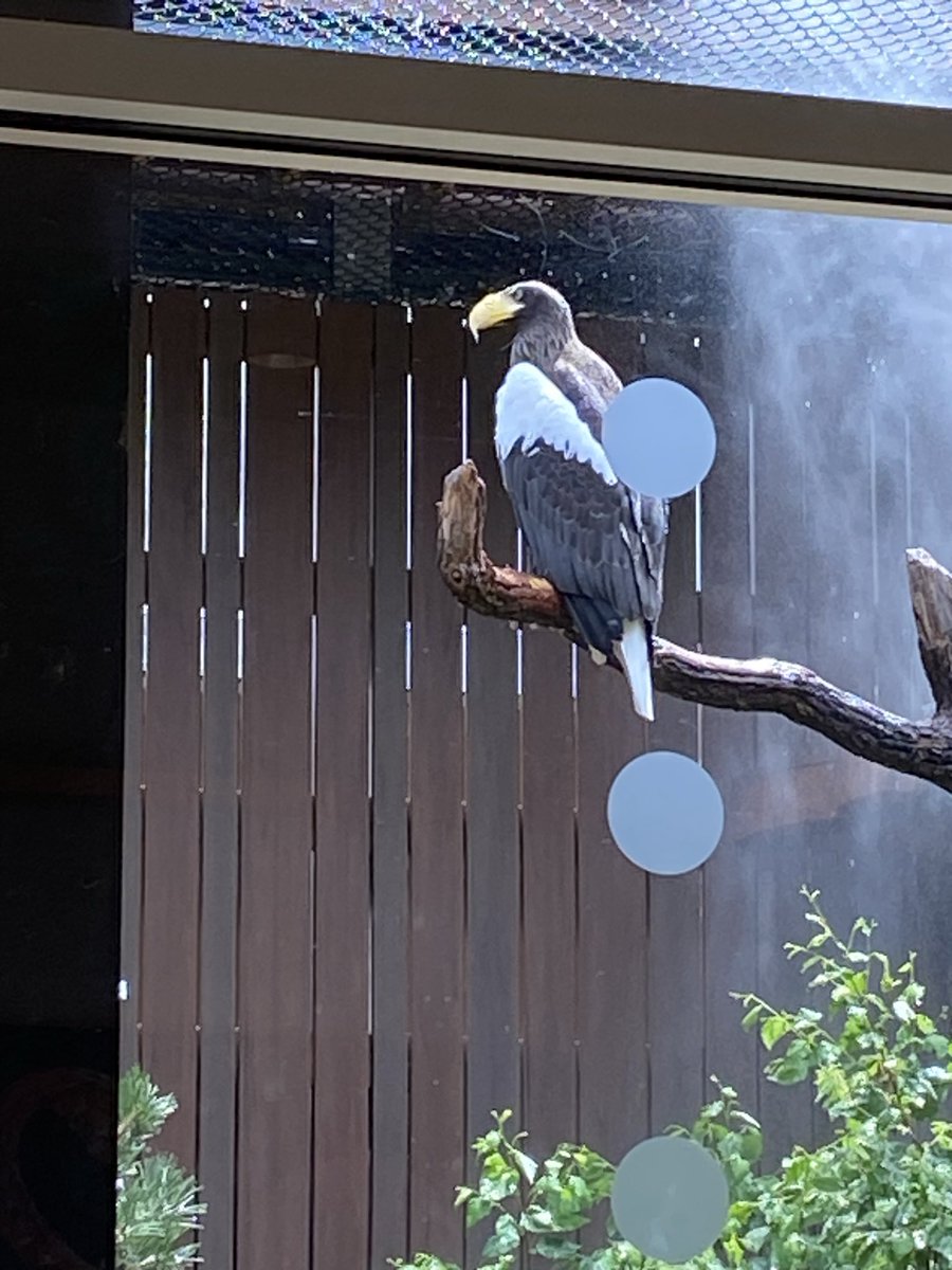 iwantpavi's tweet photo. I love soggy birds heres a soggy sea eagle from the national Aviary in Pennsylvania these mfs are tje size of like 2 toddlers smushed into one https://t.co/4w7DX0398C