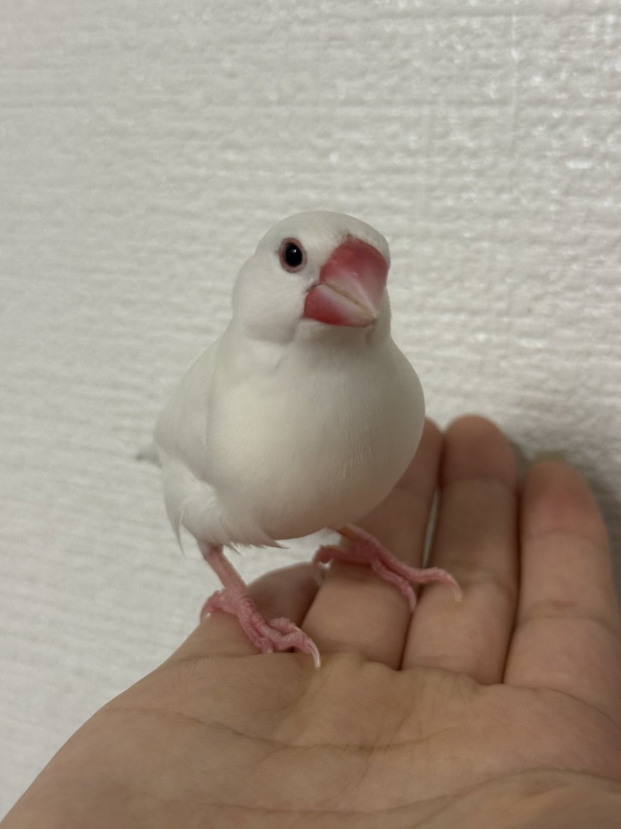 Pekoyvtk's tweet photo. ほんっまにきゃーいー https://t.co/l4tKdCU4lo