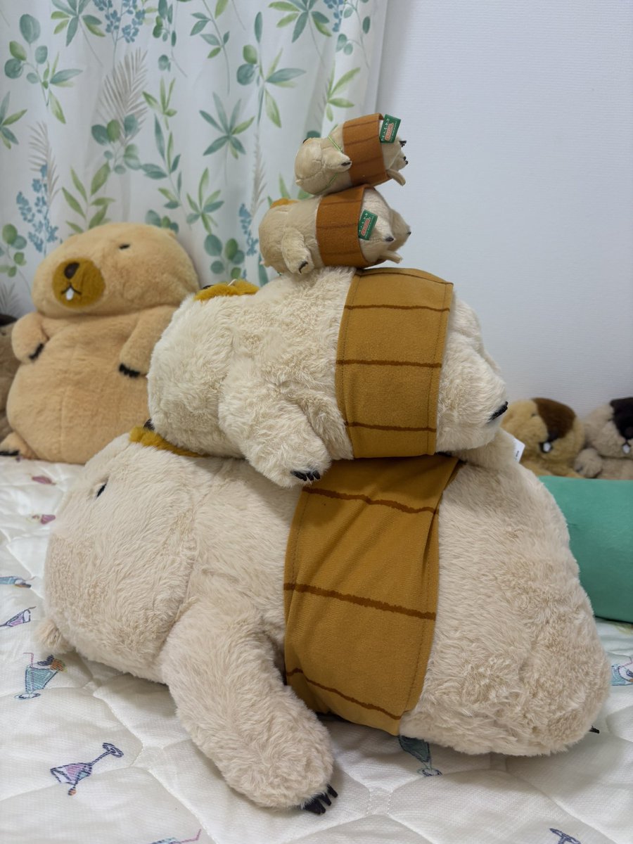 bobannu_77's tweet photo. へそ天ボバくん無事にお迎え完了✅

#マーモットのもっとっと
#マーモットのもっとっと広場 https://t.co/U846l6CDr0