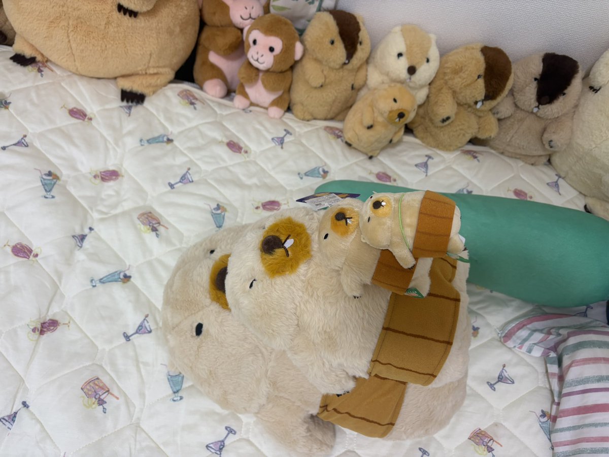 bobannu_77's tweet photo. へそ天ボバくん無事にお迎え完了✅

#マーモットのもっとっと
#マーモットのもっとっと広場 https://t.co/U846l6CDr0