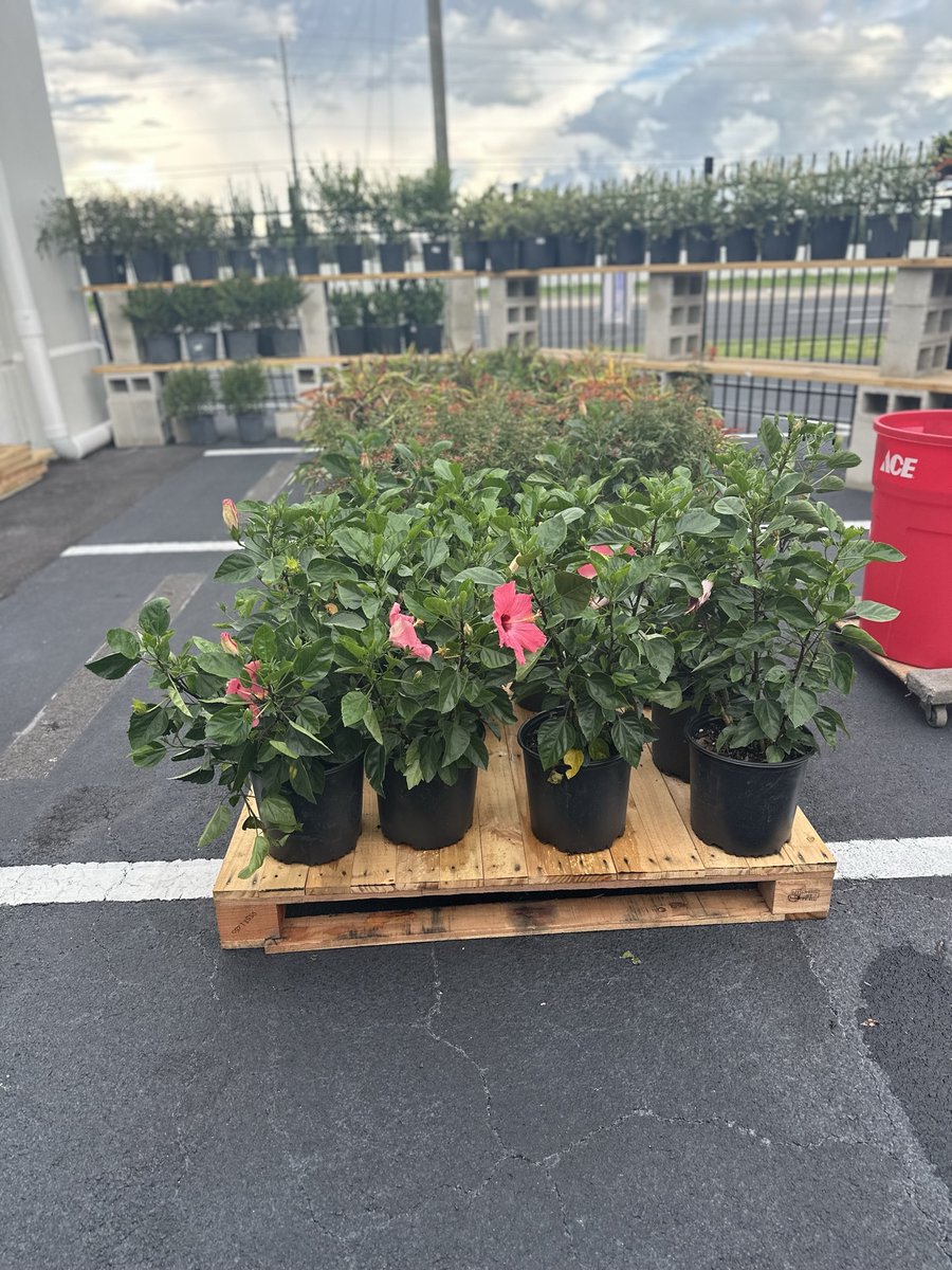 HomeFurn_WH's tweet photo. It’s a great day to have a GREAT day at Pate Ace! ☀️🙌🏻

Come see us and shop everything you need for your home — hardware, paint, grills, outdoor living, furniture, appliances, boutique finds &amp; so much more! 🏡🔨🛋️

And don’t forget — we offer 4 different financing... https://t.co/MIXbHSnGBN