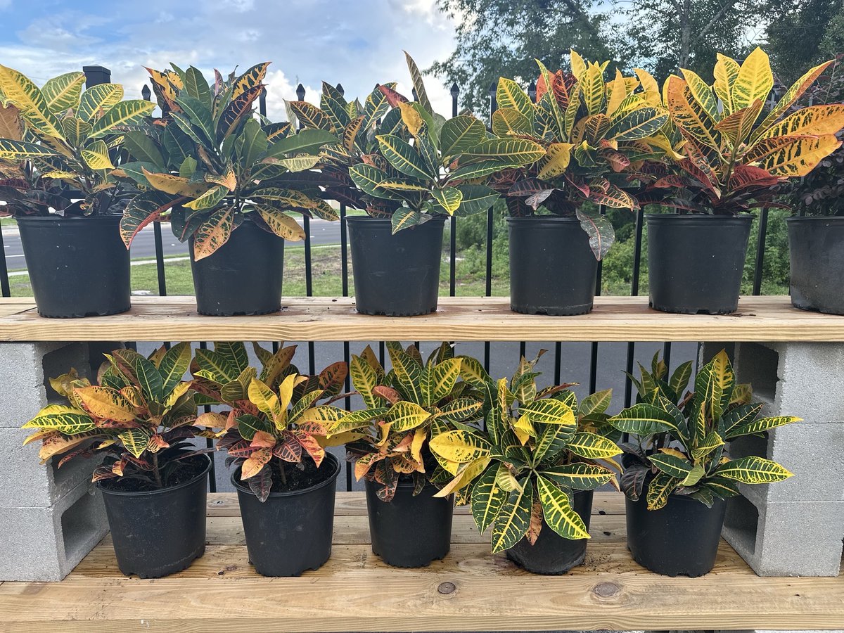 HomeFurn_WH's tweet photo. It’s a great day to have a GREAT day at Pate Ace! ☀️🙌🏻

Come see us and shop everything you need for your home — hardware, paint, grills, outdoor living, furniture, appliances, boutique finds &amp; so much more! 🏡🔨🛋️

And don’t forget — we offer 4 different financing... https://t.co/MIXbHSnGBN