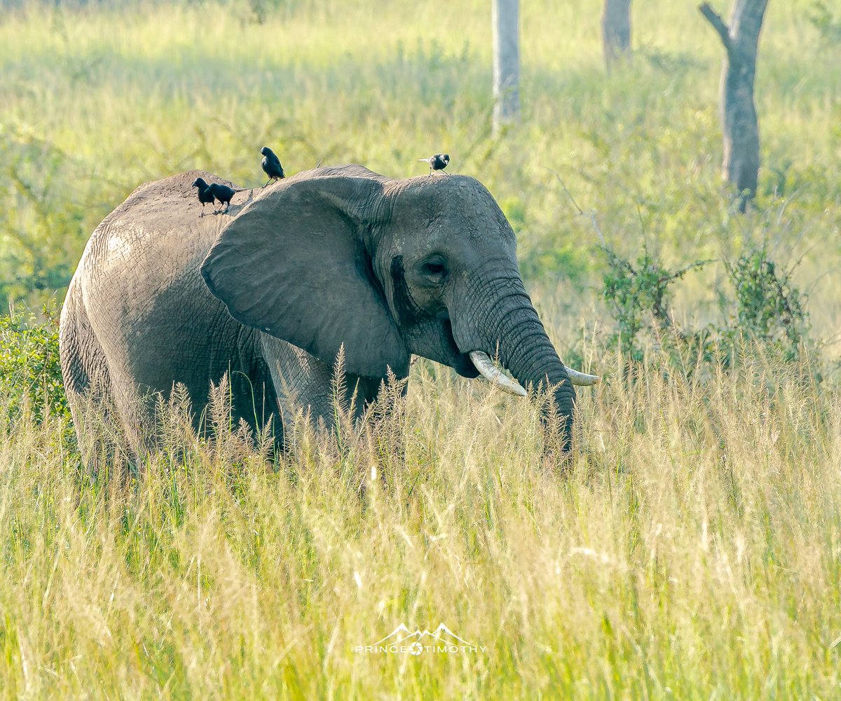 PrinceTim0thy's tweet photo. You slow Uganda game drive experience https://t.co/ao8I0FthjD