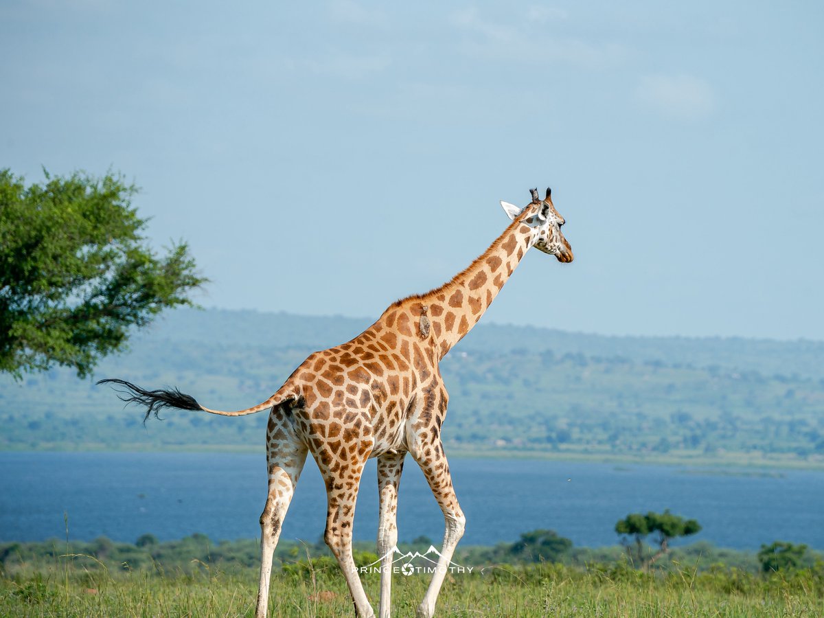 PrinceTim0thy's tweet photo. You slow Uganda game drive experience https://t.co/ao8I0FthjD