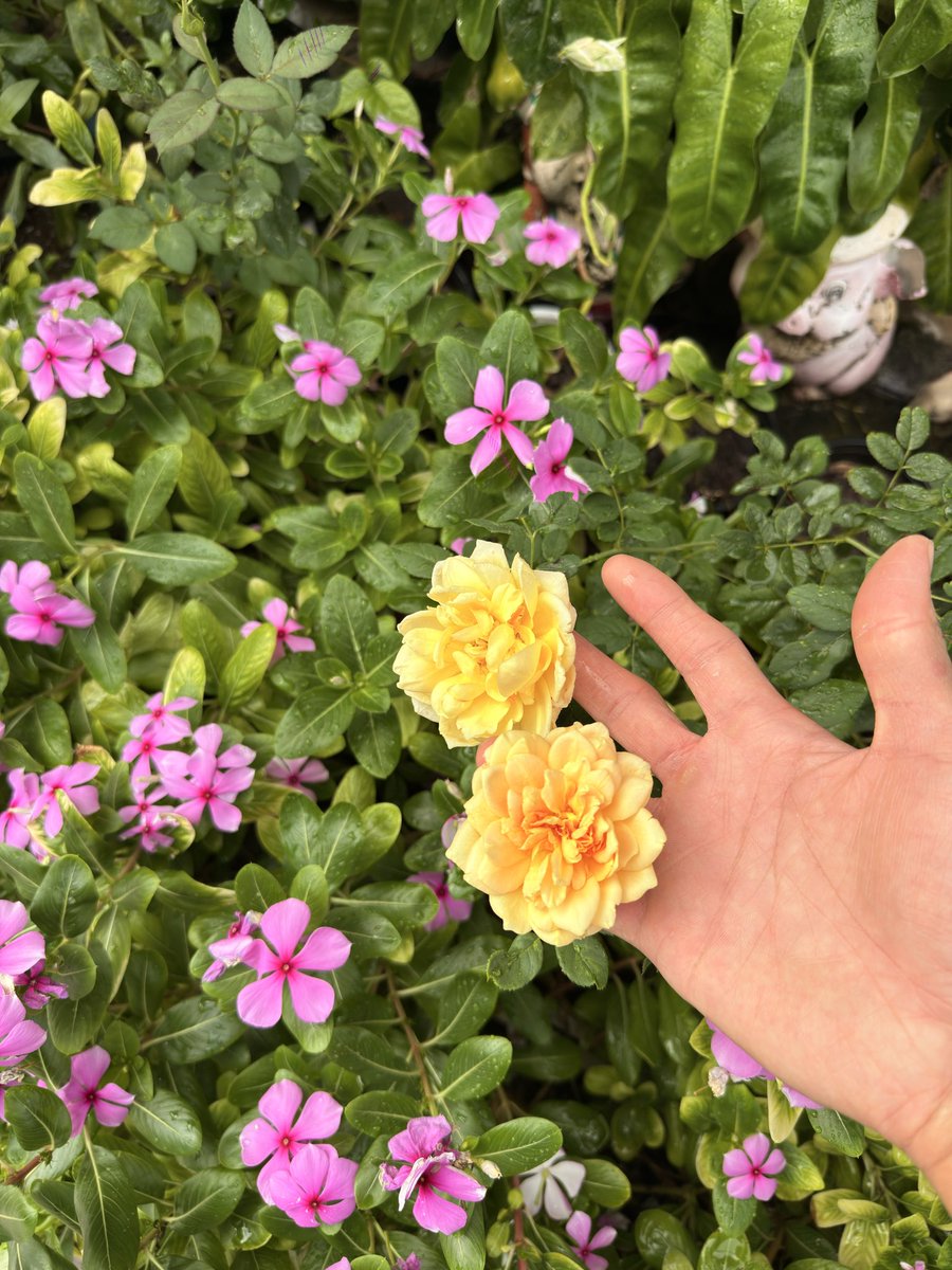 deepninee's tweet photo. กุหลาบ ทานตะวันแคระ มะลิ https://t.co/6nlxrdpMmG
