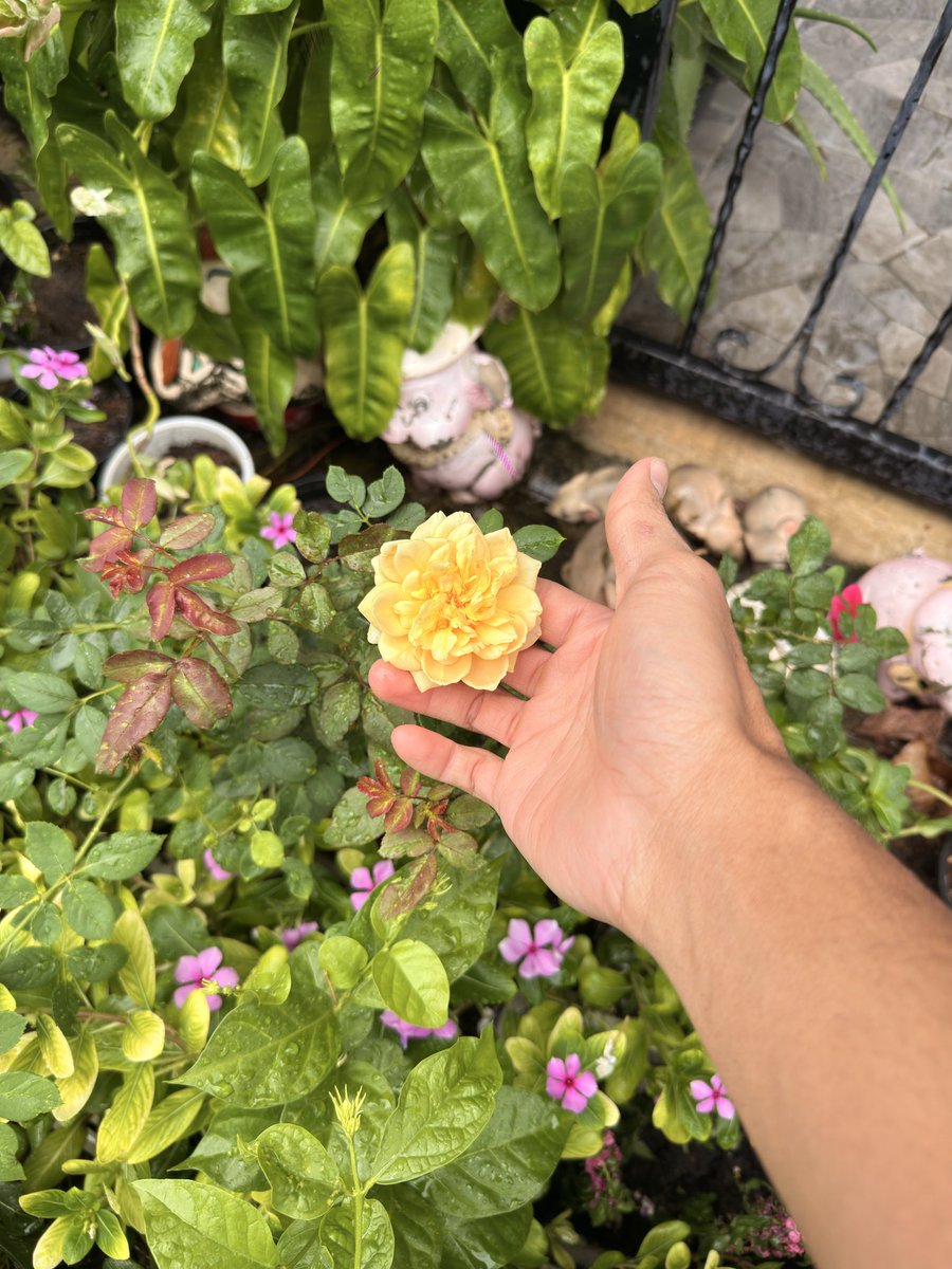 deepninee's tweet photo. ทานตะวัน กล้วยไม้หวาย กุหลาบ https://t.co/cqmHuW6RHK