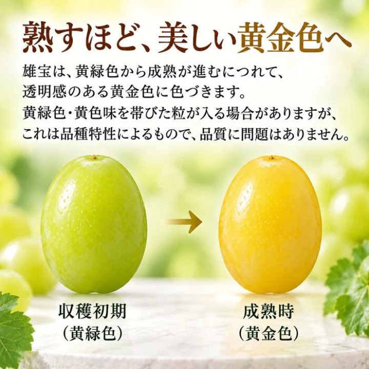YUM_NOSH_FFC's tweet photo. 【山梨生まれの希少ぶどう「雄宝」🍇】

シャインマスカット×天山から生まれた「雄宝」は、驚くほどの極大粒が魅力✨

ひと粒25gほどになることもあり、皮ごとパリッと食べれば、果汁たっぷりの爽やかな甘さが広がります。

まだ流通量の少ない、注目のぶどう。
大粒ぶどう好きの方はぜひ🍇 https://t.co/pgV4lukV3u