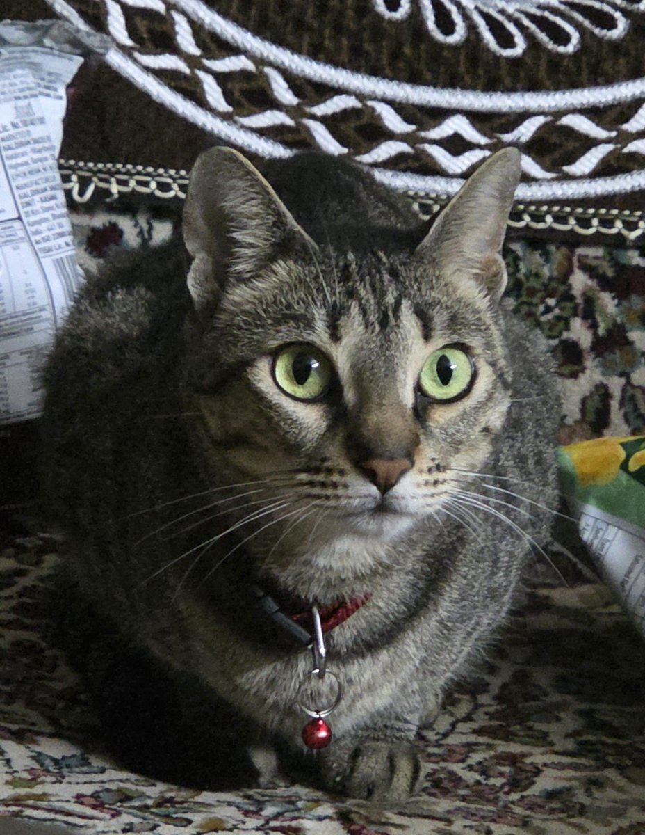 makecatsbetter tweet picture