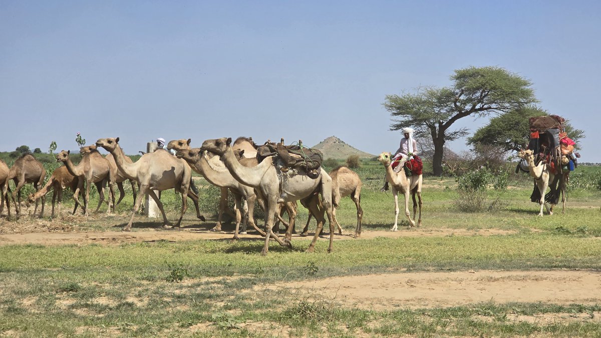 FrancisUNDP's tweet photo. Des déficits pluviométriques obligent les nomades à se rendre plus tôt à la recherche d’eau et de fourrage pour leurs cheptels, ce qui accentue la compétition pour l’eau, et augmente le risque de conflits avec les agriculteurs.  Dialogue &amp; conflict prevention are urgently needed. https://t.co/2R6DdiHxlo