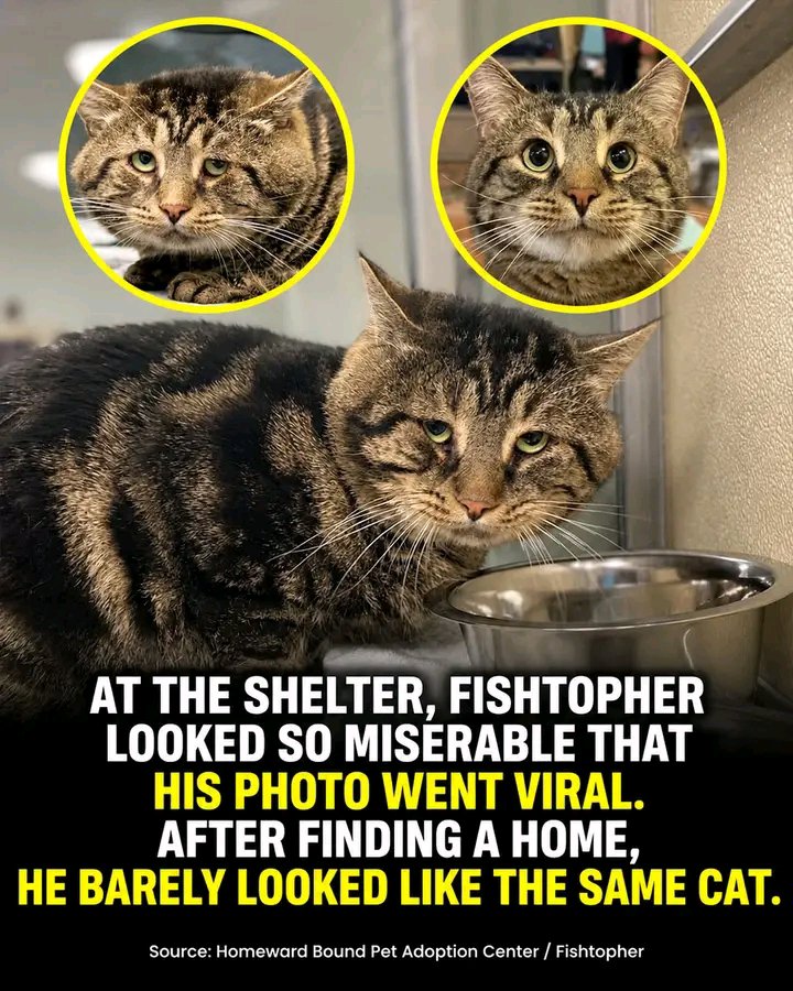 d_maniax's tweet photo. Fishtopher wore his feelings on his face.

In 2022, the 5-year-old tabby was waiting for a home at Homeward Bound Pet Adoption Center in New Jersey.

His adoption profile described him as "sad and depressed."

Shelter staff said he was gentle, affectionate and loved being held, but he often would not even eat unless someone stayed beside him.

Then someone shared his photo online.

Everything changed.

Fishtopher's gloomy expression went viral, and the shelter was suddenly flooded with adoption inquiries. Staff said hundreds of people reached out, with some even lining up outside.

Laura Folts and Tanner Callahan drove about two hours to meet him.

They brought him home.

And almost immediately, the photos started looking different.

His eyes opened wider.

His ears perked up.

He became curious, cuddly and much more relaxed around people.

His adopters later shared photos of him lounging on the couch, enjoying treats and settling into life as a very loved house cat.

One important nuance: "sad and depressed" was the shelter's description of his behavior, not a confirmed veterinary diagnosis.

But visually, the change was hard to miss.

The same cat whose shelter photo made strangers worry about him suddenly looked alert, comfortable and secure.

Sources: CBS News; Homeward Bound Pet Adoption Center; The Dodo; Fishtopher's adopters.

Have you ever seen an adopted animal seem to realize it was finally home?