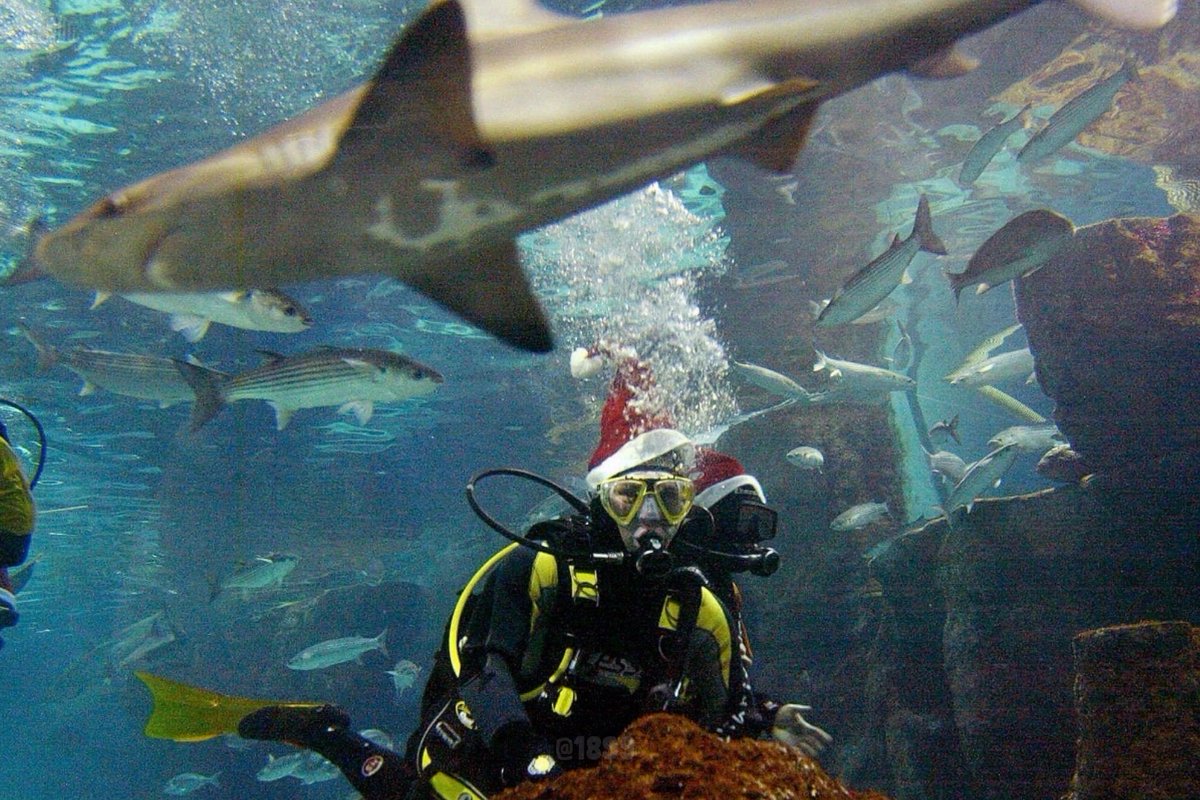 Barca_Archive's tweet photo. 18-year-old Lionel Messi swimming with sharks at the Barcelona Aquarium, 2005. https://t.co/b8l36UaL7T
