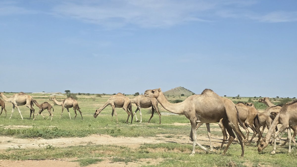 FrancisUNDP's tweet photo. Des déficits pluviométriques obligent les nomades à se rendre plus tôt à la recherche d’eau et de fourrage pour leurs cheptels, ce qui accentue la compétition pour l’eau, et augmente le risque de conflits avec les agriculteurs.  Dialogue &amp; conflict prevention are urgently needed. https://t.co/2R6DdiHxlo