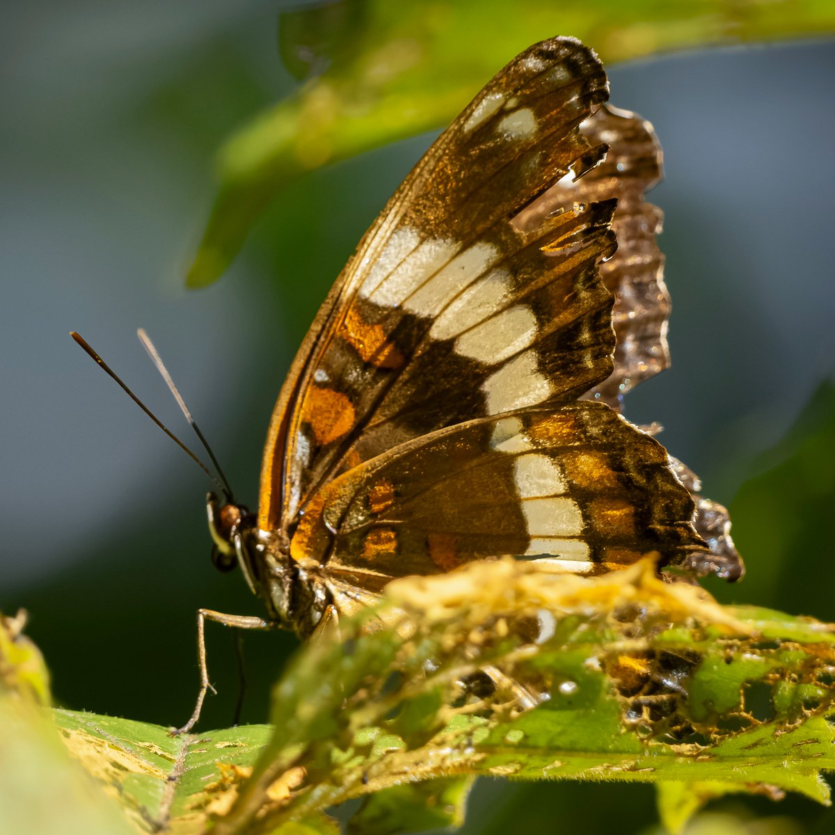 JeniferMisz6's tweet photo. A stunning close-up of a Viceroy butterfly, highlighting its intricate wing patterns and finely textured body. Captured with a macro lens using soft natural light and precise focus tracking to isolate delicate details. https://t.co/A5kX6nPxvQ