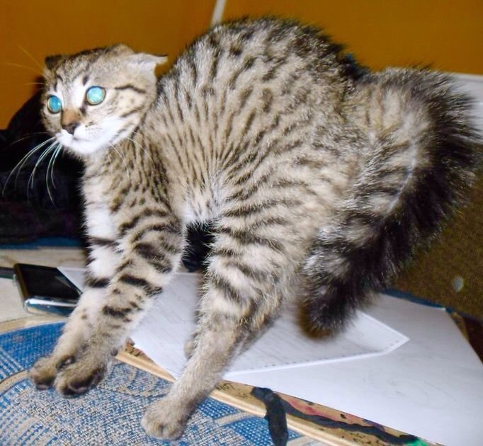 artofryu_'s tweet photo. scaredy cat #hollandmarch https://t.co/PIZ60WOW9c