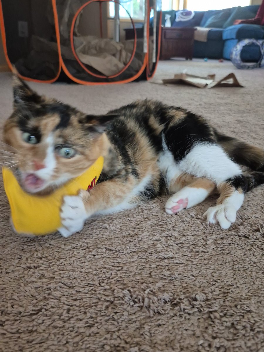 jbotskey's tweet photo. @BetterWithCat New catnip bananas for Rolo and Ira https://t.co/ER8IIr8b1q