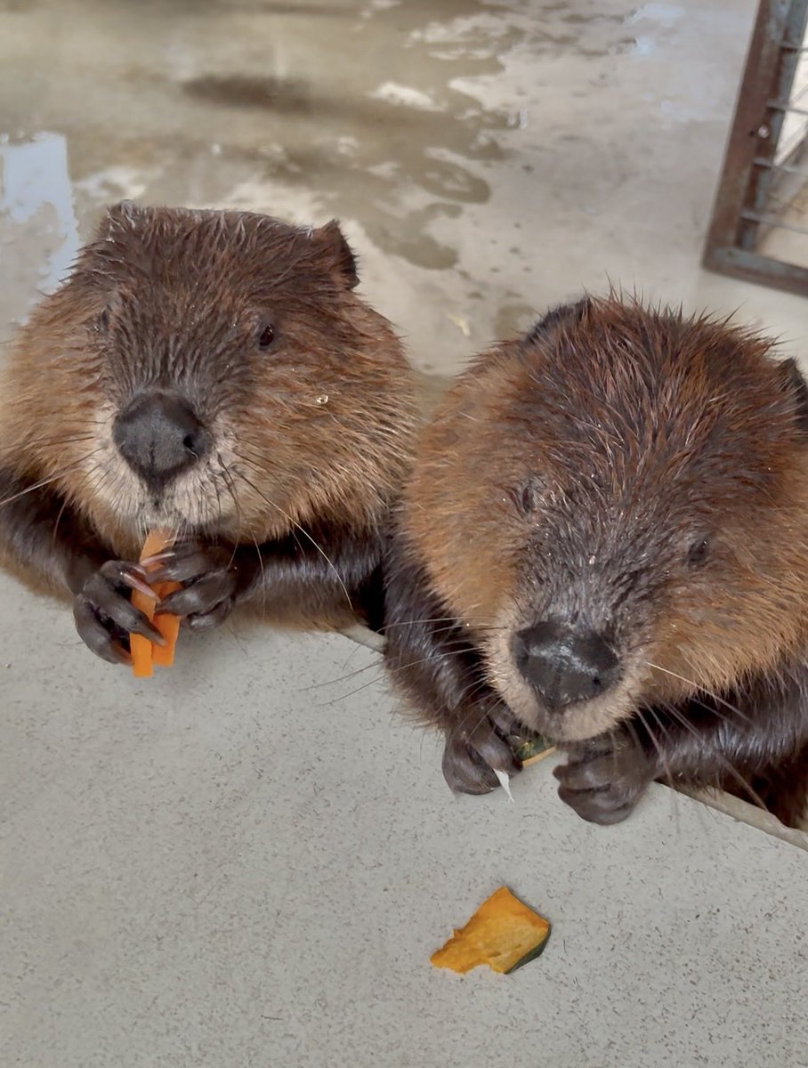 mu_mu_mu_101's tweet photo. よく見たら左の子、何度もニンジン2本持ちしてるw
ここに写��てる🥕たぶんすべてこの子が食べたw https://t.co/pwplmTh8pq