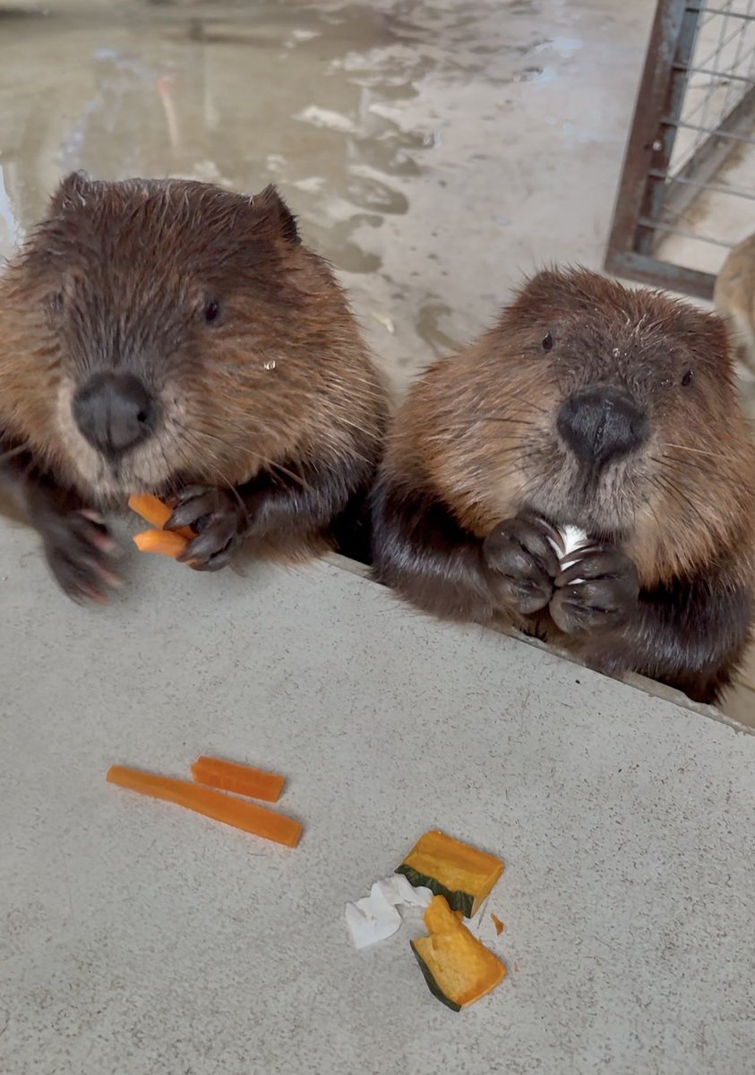 mu_mu_mu_101's tweet photo. よく見たら左の子、何度もニンジン2本持ちしてるw
ここに写��てる🥕たぶんすべてこの子が食べたw https://t.co/pwplmTh8pq