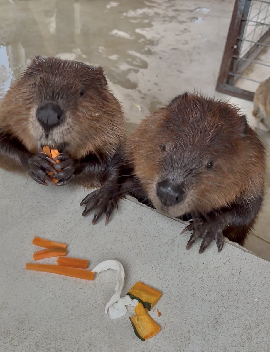 mu_mu_mu_101's tweet photo. よく見たら左の子、何度もニンジン2本持ちしてるw
ここに写��てる🥕たぶんすべてこの子が食べたw https://t.co/pwplmTh8pq