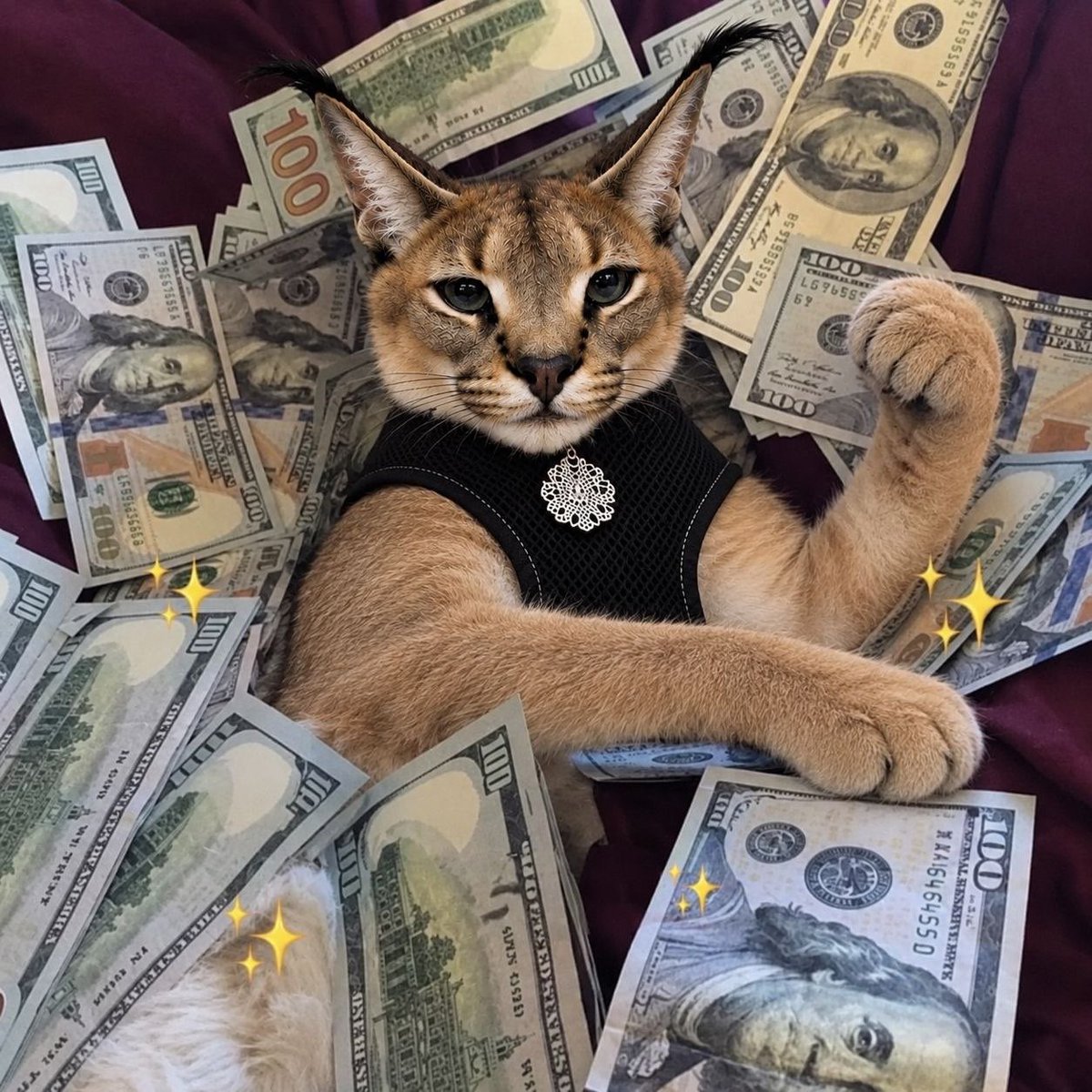 Heckeronsol's tweet photo. Hecker turns nine lives into nine figures. https://t.co/STDvHRD0cl