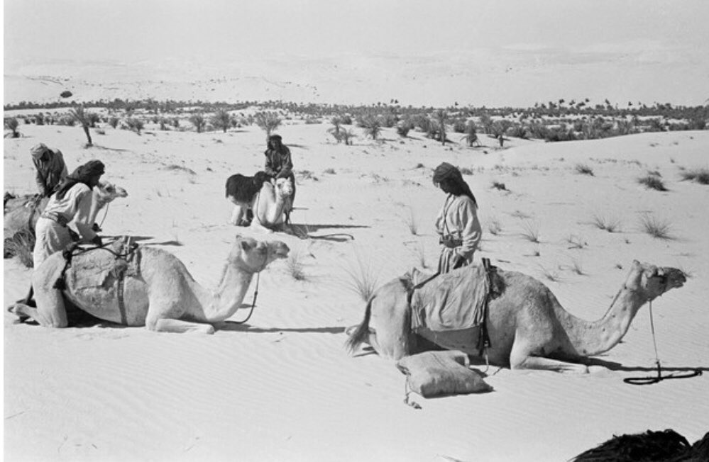 EmiratiEssence's tweet photo. A group of Emiratis with their camels in Liwa and the Al Khatim sands, 1948 🇦🇪 https://t.co/xOqrSe6xgg