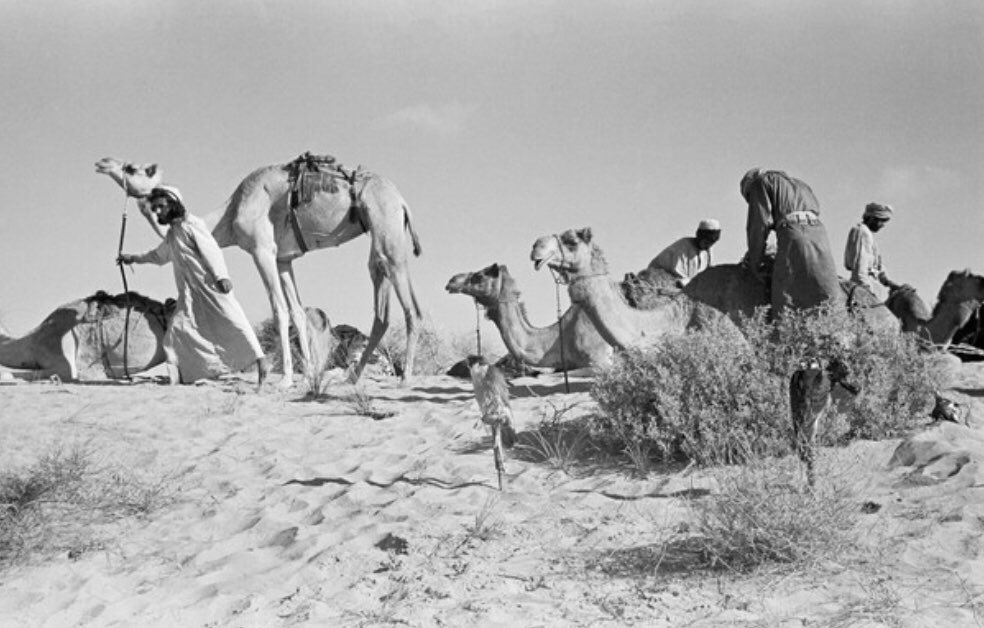 EmiratiEssence's tweet photo. A group of Emiratis with their camels in Liwa and the Al Khatim sands, 1948 🇦🇪 https://t.co/xOqrSe6xgg