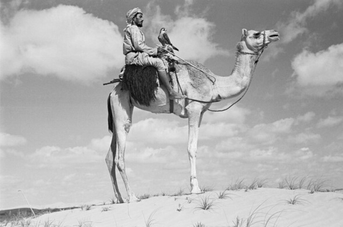 EmiratiEssence's tweet photo. A group of Emiratis with their camels in Liwa and the Al Khatim sands, 1948 🇦🇪 https://t.co/xOqrSe6xgg
