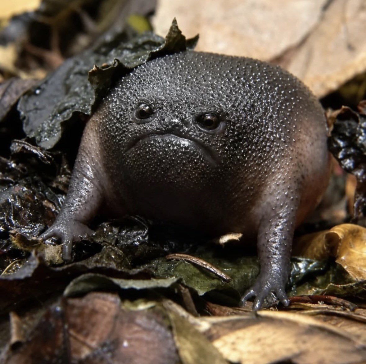 munevveralks's tweet photo. 世界一悲しそうな顔のカエル見てwwww https://t.co/olI6o8gyjc