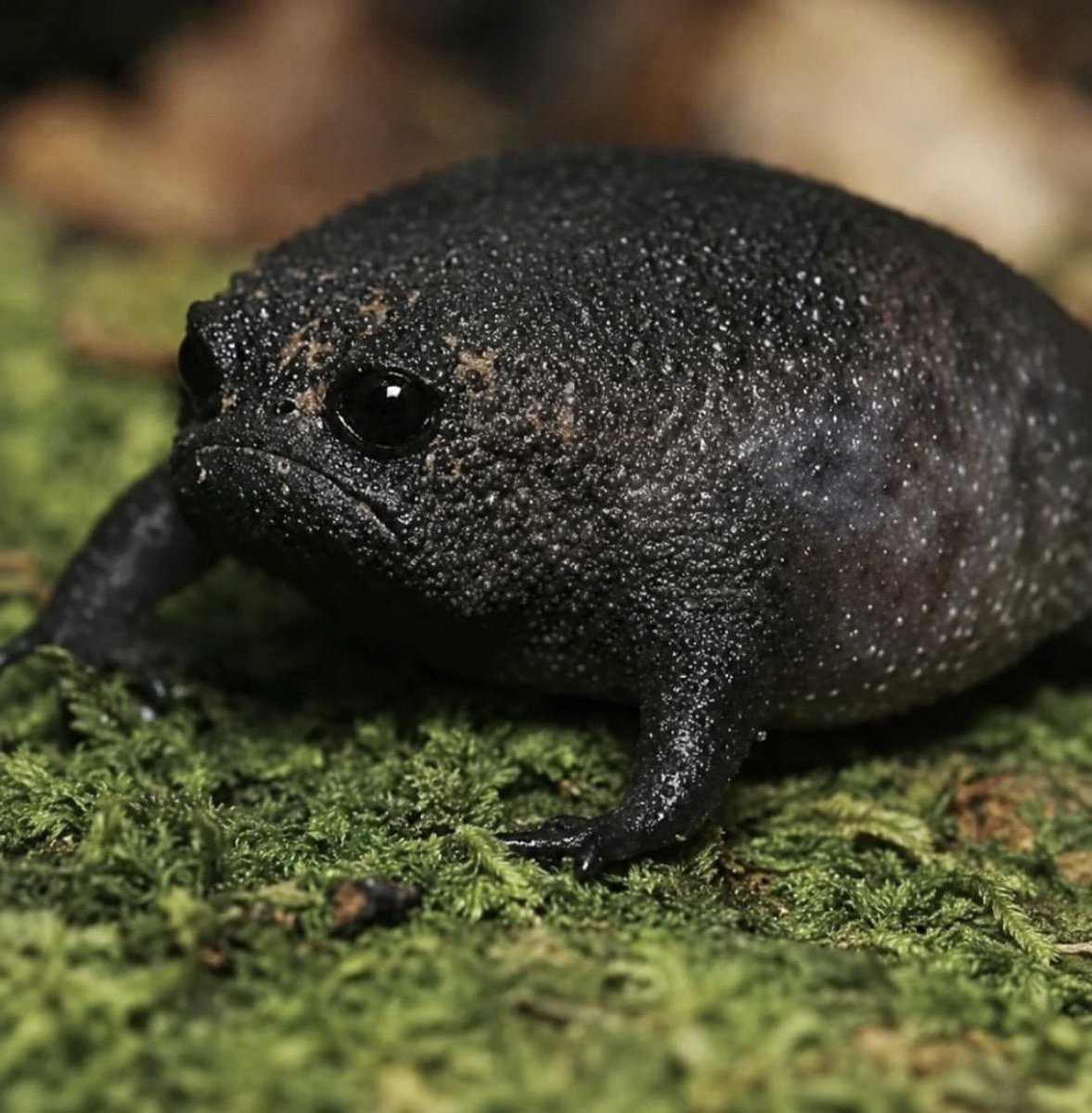 munevveralks's tweet photo. 世界一悲しそうな顔のカエル見てwwww https://t.co/olI6o8gyjc