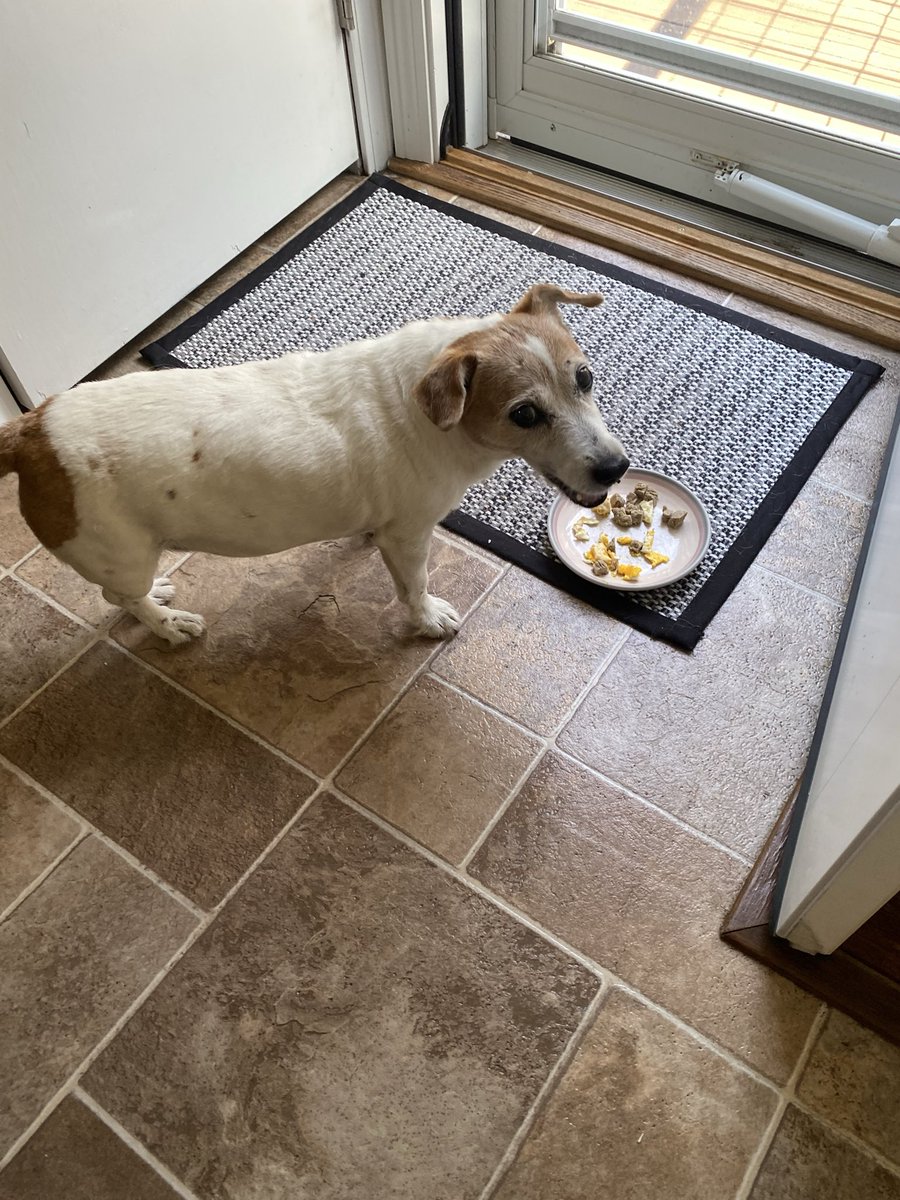 DaisyMaeJack's tweet photo. Mom has redeemed herself 😆🐾❤️‍🩹 #secondbreakfast #Moms #spoiled #dogsofX https://t.co/nhbNCHHkcJ