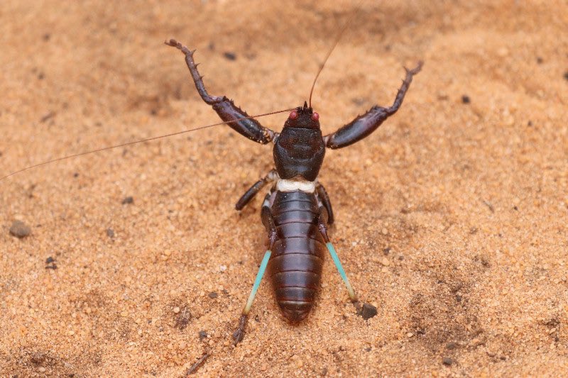 orthopterans's tweet photo. 🇲🇬 Kung Fu Cricket (Colossopus grandidieri)

📸: https://t.co/qIgeerLAeB https://t.co/IHi7dBOcf6