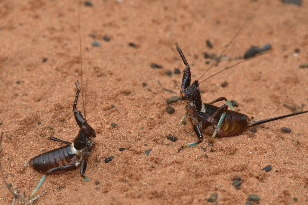 orthopterans's tweet photo. 🇲🇬 Kung Fu Cricket (Colossopus grandidieri)

📸: https://t.co/qIgeerLAeB https://t.co/IHi7dBOcf6