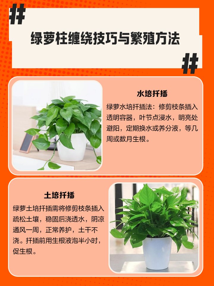wondz396112's tweet photo. Pro tip for your pothos: rotate it  turn weekly to ensure even growth! No more lopsided vines, just lush, balanced greenery all year. https://t.co/DF86hNmjaM