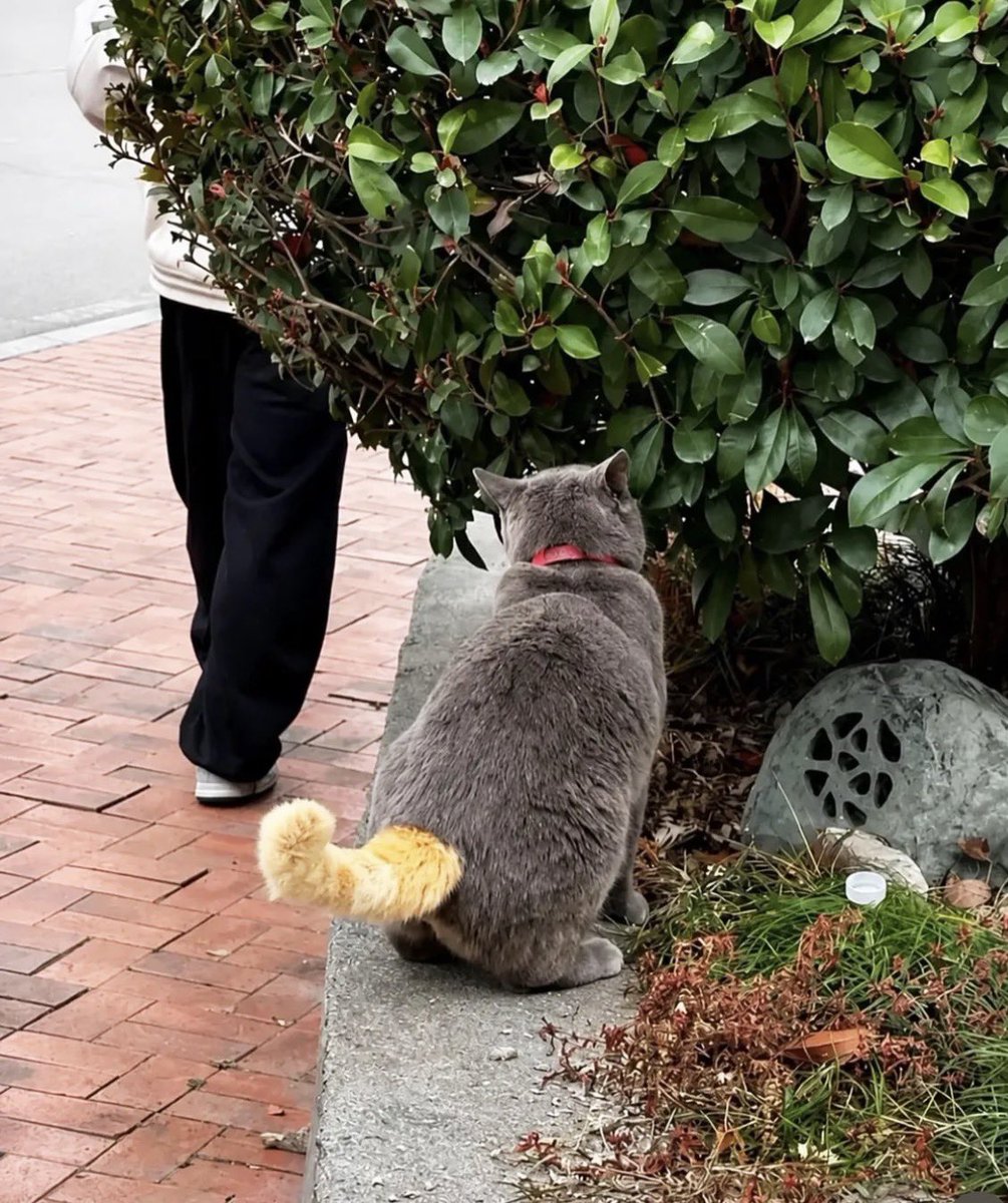 munevveralks's tweet photo. トルコで幸運の猫が見つかったらしい。

このしっぽ触りたい… https://t.co/3ko4U2KY8x