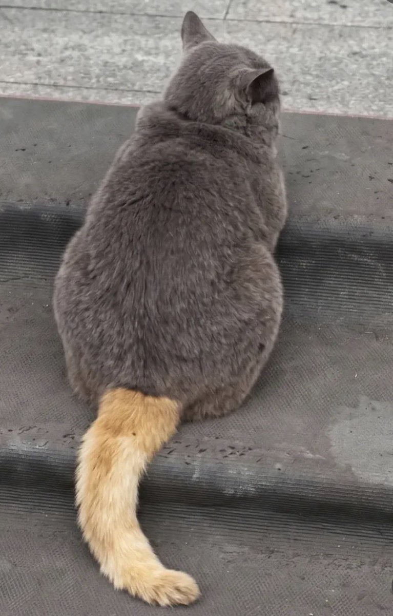 munevveralks's tweet photo. トルコで幸運の猫が見つかったらしい。

このしっぽ触りたい… https://t.co/3ko4U2KY8x