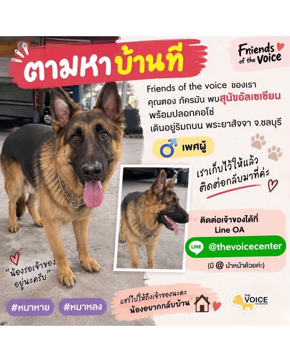 malimalineee's tweet photo. 📣 ตามหาเจ้าของด่วนค่ะ 🐕🏠

พบสุนัขพันธุ์ อัลเซเชียน (German Shepherd) เพศผู้ 🐾
น้องสวม ปลอกคอโซ่ เดินอยู่บริเวณ ริมถนนพระยาสัจจา จ.ชลบุรี

คาดว่าน้องน่าจะหลุดหรือหลงออกมาจากบ้าน ตอนนี้ เราเก็บน้องไว้ให้ปลอดภัยแล้วนะคะ ❤️

เจ้าของน้อง หรือใครที่จำได้ว่าเป็นน้องของบ้านไหน
รบกวนติดต่อกลับมาหาเราด้วยนะคะ 🙏🏻
อยากให้น้องได้กลับบ้านและเจอครอบครัวเร็วที่สุดค่ะ 🥹🏠

📲 ติดต่อ LINE OA: @thevoicecenter
มี @ นำหน้าด้วยนะคะ

ช่วยกันแชร์ไปให้ถึงเจ้าของน้องด้วยนะคะ 🙏🏻❤️

#หมาหาย #หมาหลง #ตามหาเจ้าของ #อัลเซเชียน #GermanShepherd #ชลบุรี #พระยาสัจจา #TheVoiceFoundation #ทุกชีวิตสำคัญเสมอกับเรา
