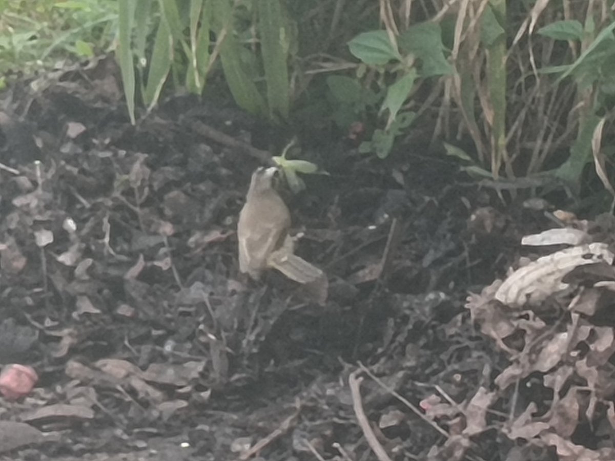 Interaption's tweet photo. Yesterday, I saw this bird caught a grasshopper in the mud near the park. It reminds me that I am alive and so are the creatures around me, like y'know? The bird eats the insect to survive but like that grasshopper also needs to live. Idk how to explain it https://t.co/ZaLf0h3KAq