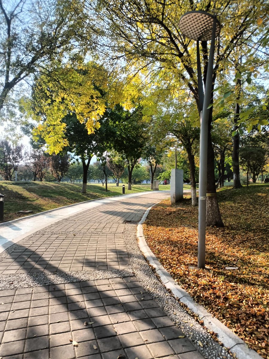 pebbl479994's tweet photo. Woke up to golden autumn sunshine and a gentle breeze—perfect for a morning walk! https://t.co/SspUpy9k2T