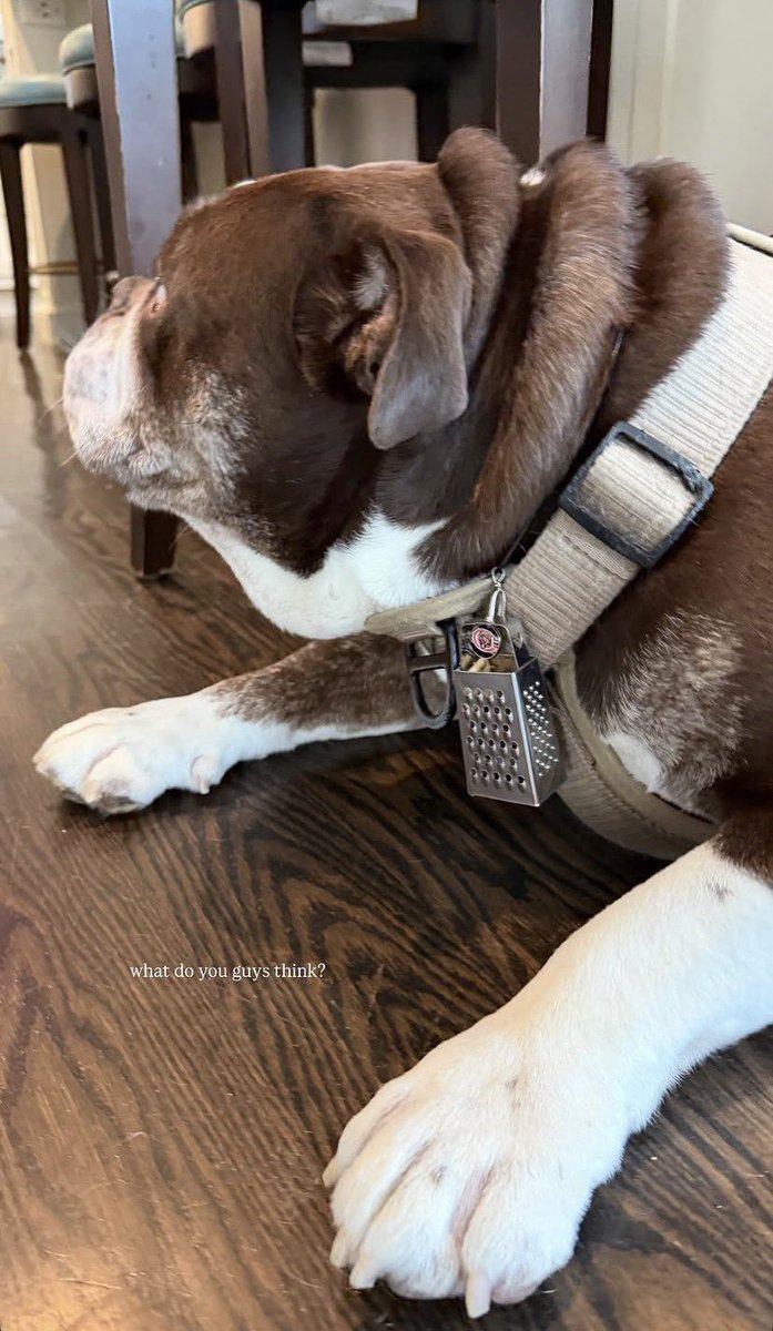 thechicagosares's tweet photo. Caleb Williams really put a cheese grater on Supa’s collar 😭😭 https://t.co/7gICoiEiYX