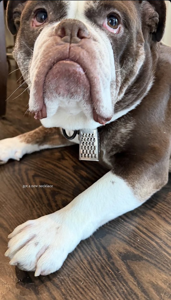 thechicagosares's tweet photo. Caleb Williams really put a cheese grater on Supa’s collar 😭😭 https://t.co/7gICoiEiYX