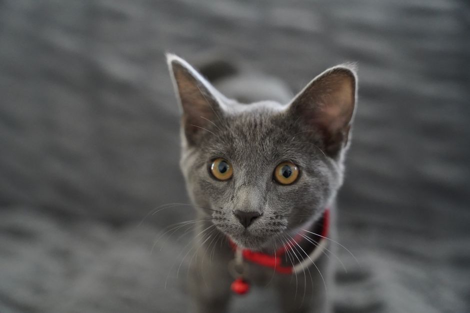 ReactAlvaro's tweet photo. Un puppy que persigue su cola y un kitten asustado por su sombra son ejemplos de cute animals que nos hacen reír. Los baby animals y funny pets convierten cualquier día gris en una explosión de ternura. ¿Cuál te sacó más la sonrisa?
#animales #cute https://t.co/14tZHxIPEg