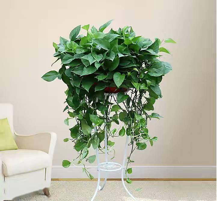berra348276's tweet photo. Just realized my office plant’s grown taller than my laptop. Today’s official “I’m the short one” day at work https://t.co/8FSgubIL3s