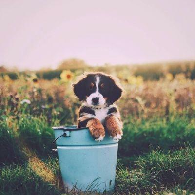 Habibafad's tweet photo. 🌹 🍂 🌺 👑 💐 🌻 Just ate a whole pizza. No regrets https://t.co/wKdV00tjgT