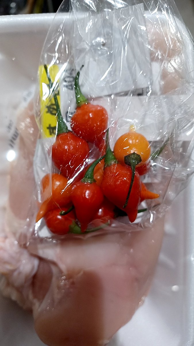 semitotanuki's tweet photo. お値下げ品80円で売ってた謎の野菜ピキーニョ。色と形はとても良い。トウガラシ?と思って食べてみるとパプリカというかスイカの皮っぽいフルーティーで青臭い酸っぱさにちょっとトウガラシの辛さへの助走みたいな、全然辛くないけどそっち方向にも行けそうな雰囲気を感じさせる味。 https://t.co/H1zdNziouA