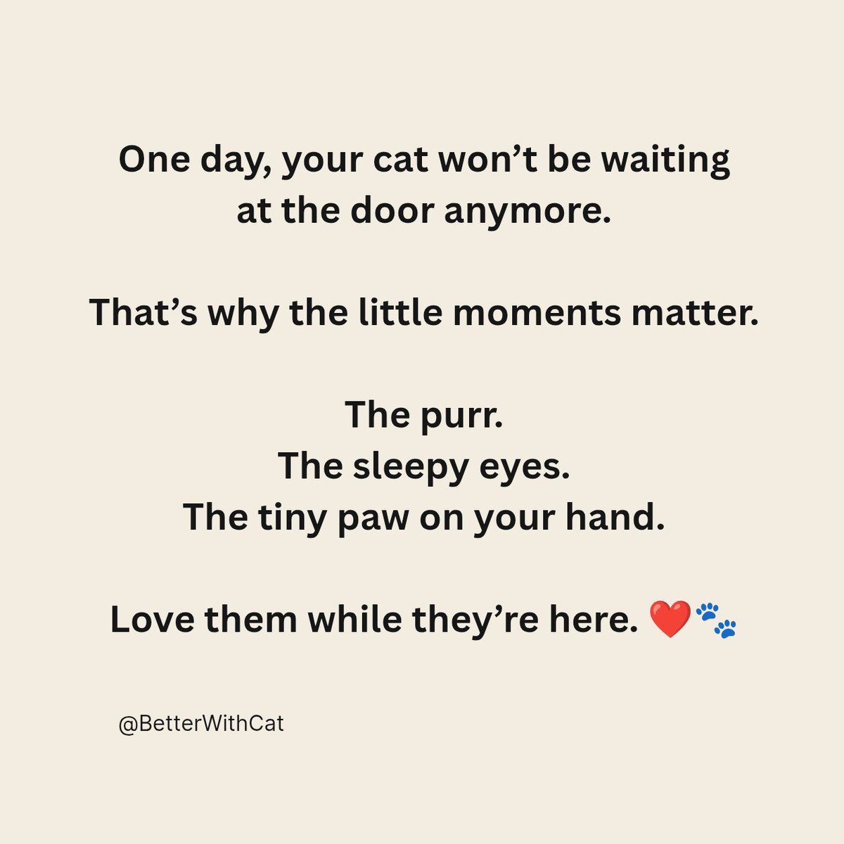 BetterWithCat's tweet photo. One day, your cat... https://t.co/rNnBIeX2wa