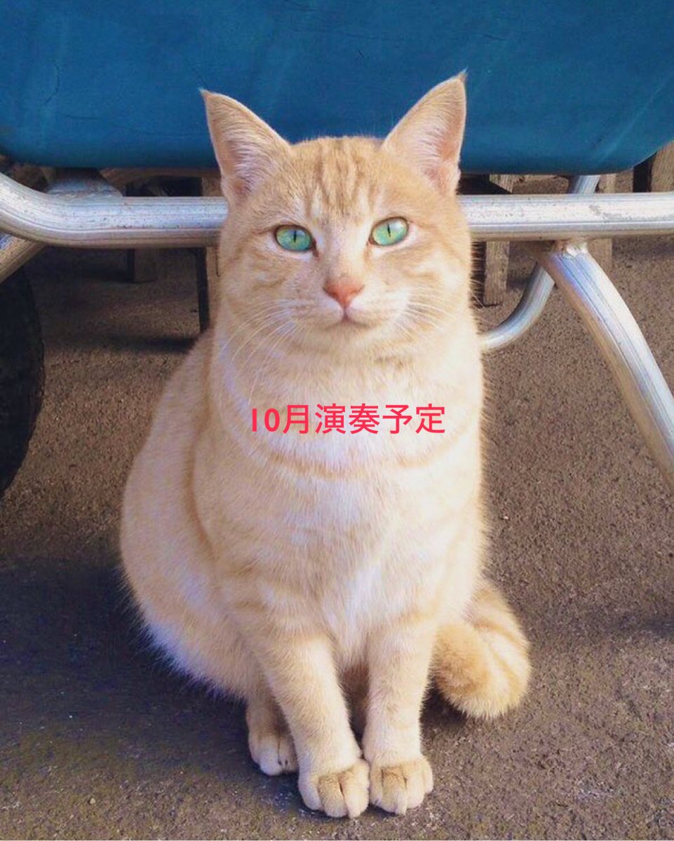 Tangoholic's tweet photo. ⭕️10月バンドネオン演奏予定

●5日(月) ユリ・アスセナ、吉田篤、熊田洋、田辺和弘、北村聡@池之端 ライブスペースQui

●10日(土) 会田桃子、三枝伸太郎、北村聡(Eugene&Alisa 25th Anniversary Milongaで演奏)@広尾ミロンガ

●13日(火) パブロ・シーグレル、志和雅恵、鬼怒無月、ヤヒロトモヒロ、田辺和弘、北村聡@豊洲 シビックセンターホール

●16日(金) マレー飛鳥、北村聡@藤沢 Booky 

●19日(月) 喜多直毅タンゴ四重奏団@雑司ヶ谷 エルチョクロ

●23日(金) イグナシオ・コレア、アンドレス・レイ、田中伸司 w/北村聡@六本木 BIRDLAND

●24日(土) イグナシオ・コレア、アンドレス・レイ、田中伸司 w/北村聡@横浜 Dolphy

●25日(日) イグナシオ・コレア、アンドレス・レイ、田中伸司 w/北村聡@柏 Studio WUU

●27日(火) 北村聡 w/川波幸恵@福岡博多 メリアノーチェ

●28日(水) 川波幸恵、戸田由紀子、田村朋弘、小野としたか、北村聡@福岡博多 浄満寺

●30日(金) 北村聡、福井浩気@山口宇部 Glycines

●31日(土) 北村聡、福井浩気@岡山 禁酒会館
