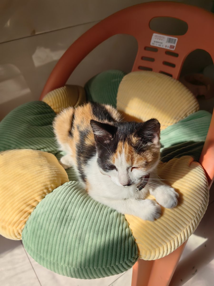 aurob598947's tweet photo. Cozy Sunday at home: baking fresh cookies, sipping warm tea, and flipping through old photos with my cat curled up on the couch—this is the perfect slow life. https://t.co/tomXmtrRwu